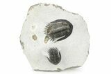 Doublle Mrakibina Trilobite Plate - Mrakib, Morocco #245526-7